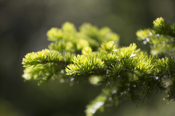 Spruce branch, illuminated by the sun, shallow depth of field