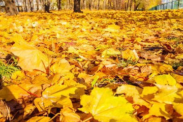 Yellow autumn maple leaves in the park