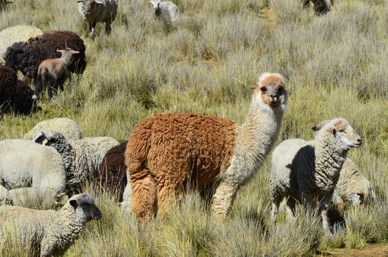 Pascolo di Alpaca e Lama