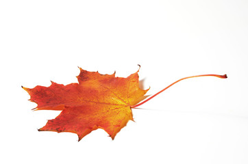 Red, yellow maple leaf on white background