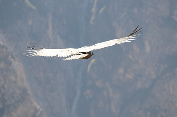 Il volo del Condor sul Canyon de Colca