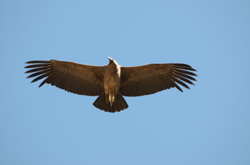 Apertura alare del Condor Andino