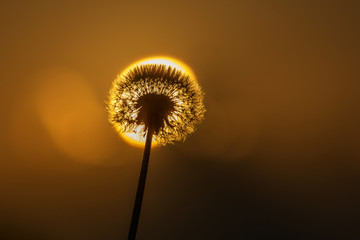 Dandelion against the sun