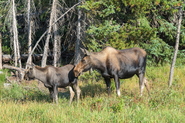 Naklejka na ściany i meble Moose calf and Cow. Shiras Moose of The Colorado Rocky Mountains