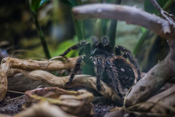Brazilian salmon pink bird-eating tarantula in aquarium in Berlin (Germany)
