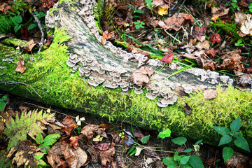 Lichen and moss growing on a dead log in the woods.