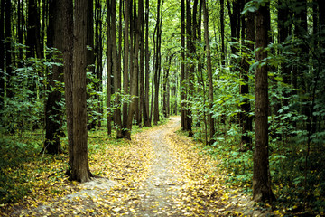 beautiful amazing path road through the trees in the autumn forest with fallen yellow leaves concept