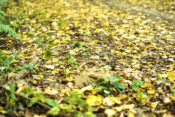 autumn trees in the forest with yellow fallen leaves concept