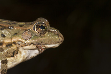 Grenouille verte Rana perezi predation sur jeune grenouille