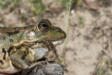 Grenouille verte Rana perezi predation sur jeune grenouille