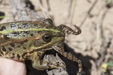 Grenouille verte Rana perezi predation sur jeune grenouille