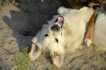 Dogs play with each other. Labrador retriever. Merry fuss puppies. Aggressive dog. Training of...