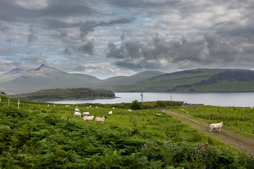 Fototapeta premium sheep grazing on the isle of mull