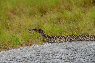 Fototapeta premium Serpente negli Everglades Florida