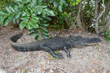 Alligatore  Everglades Florida