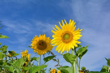 Zwei große Sonnenblumen mit Hummeln auf Sonnenblumenfeld mit blauem Himmel