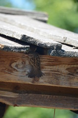 a bird in a nest feeding its chicks