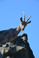 Obraz premium mountain goat with large long horns blue sky bright sun zoo