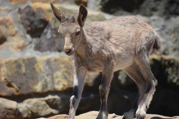 A small goat walks through a rocky terrain among the rocks