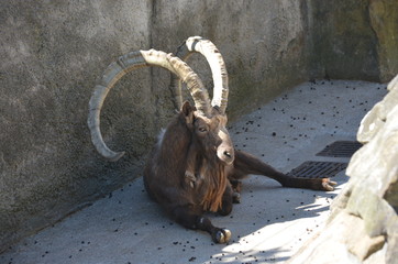 mountain goat with large long horns bright sun zoo