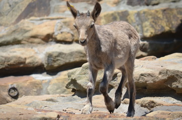 A small goat walks through a rocky terrain among the rocks