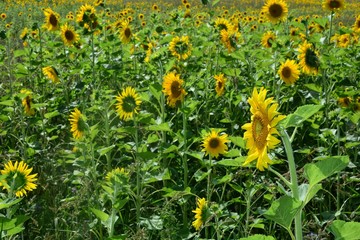 Viele große Sonnenblumen auf dem Feld