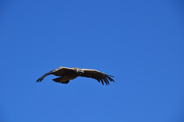 Condor con apertura alare su cielo blu