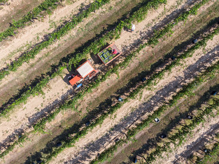 Tractor in vineyard