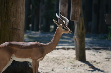 wild looking antelope