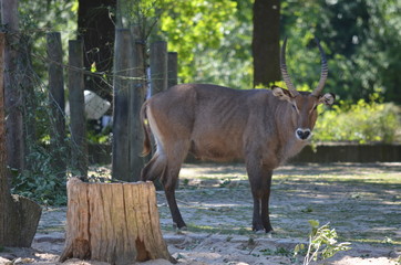 wild looking antelope