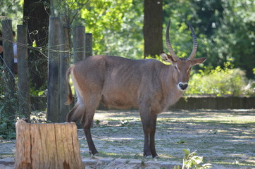 wild looking antelope