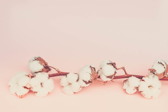 Raw cotton branch on pastel pink background, retro toned