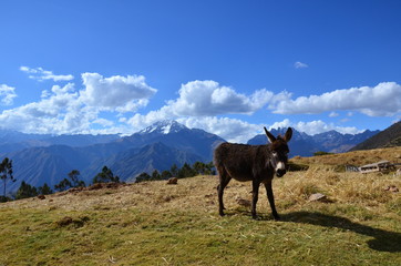 Fototapeta na wymiar Mulo peruviano su altopiano andino nella Valle Sacra