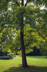 Robinia pseudoacacia tree, variety called Frisia Golden in Swiss Garden in Old Warden Park, Bedfordshire, England