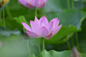 Obraz premium Blooming lotus flowers in the park