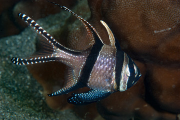 Banggai Cardinalfish Pterapogon kauderni