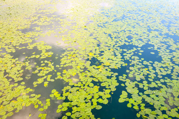 Lake Surface covered with Water Lily foliage