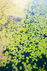 Fototapeta na wymiar Lake Surface covered with Water Lily foliage