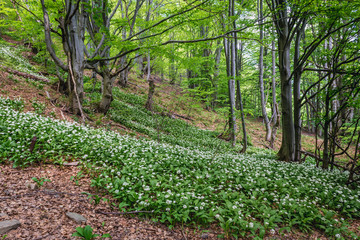 Wood Garlic plants on a slope near Wetlina mountain pastures in Bieszczady National Park, Poland