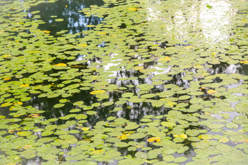 Lake Surface covered with Water Lily foliage