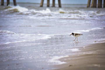 Sand Piper looking for food