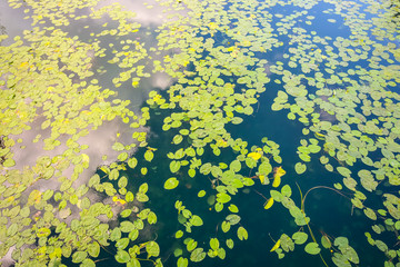 Lake Surface covered with Water Lily foliage