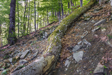 Forest on the Mount Tarnica, near Wolsate village in Bieszczady National Park, Subcarpathian Voivodeship of Poland