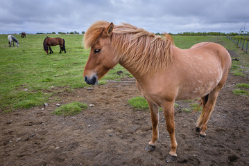 Obraz premium Herd of Icelandic horses on a pasture in southern Iceland