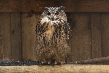 Eagle owl bird of prey