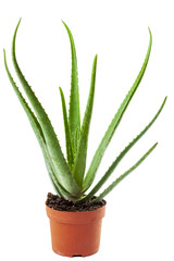 Alternative medicine and naturist remedies concept with an aloe vera plant in a orange pot with a clipping path cutout
