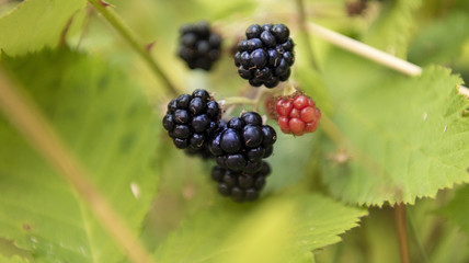 Fresh organic blackberry bush