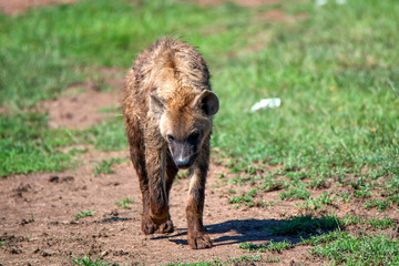 Spotted hyena or crocuta walks in savannah