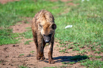 Fototapeta premium Spotted hyena or crocuta walks in savannah