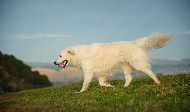 Golden Retriever dog outdoor portrait running down grassy hill